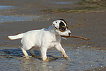 Parson Russell Terrier Welpe / parson russell terrier puppy