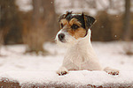 Parson Russell Terrier im Schnee / PRT in snow