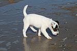 Parson Russell Terrier Welpe / parson russell terrier puppy