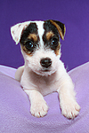 Parson Russell Terrier Welpe / parson russell terrier puppy