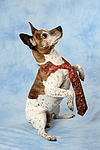 Jack Russell Terrier