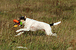 Parson Russell Terrier