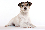 Parson Russell Terrier