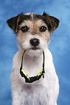 Parson Russell Terrier