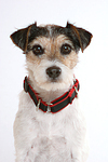 Parson Russell Terrier