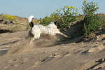 rennender Parson Russell Terrier / running PRT