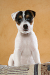 sitzender Parson Russell Terrier Welpe / sitting PRT puppy