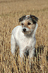 stehender Parson Russell Terrier / standing PRT