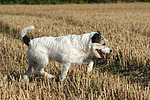 laufender Parson Russell Terrier / walking PRT