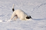 spielender Parson Russell Terrier im Schnee / playing prt in snow