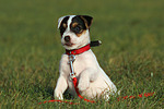 sitzender Parson Russell Terrier Welpe / sitting PRT puppy