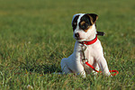 sitzender Parson Russell Terrier Welpe / sitting PRT puppy