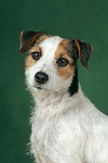 Parson Russell Terrier