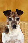 Jack Russell Terrier