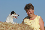 Parson Russell Terrier