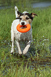 Parson Russell Terrier