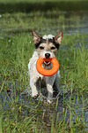 Parson Russell Terrier