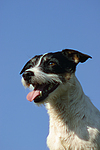 Jack Russell Terrier