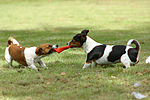 Jack Russell Terrier