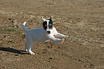 Parson Russell Terrier Welpe / parson russell terrier puppy