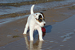 Parson Russell Terrier Welpe / parson russell terrier puppy