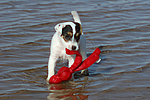 Parson Russell Terrier Welpe / parson russell terrier puppy