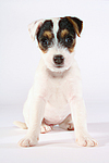 Parson Russell Terrier Welpe / parson russell terrier puppy