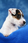 Parson Russell Terrier Welpe / parson russell terrier puppy