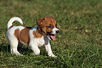 Jack Russell Terrier Welpe / jack russell terrier puppy