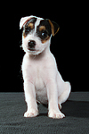 Parson Russell Terrier Welpe / parson russell terrier puppy