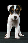 Parson Russell Terrier Welpe / parson russell terrier puppy