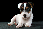 Parson Russell Terrier Welpe / parson russell terrier puppy