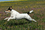 rennender Parson Russell Terrier / running PRT