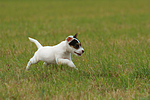 rennender Parson Russell Terrier Welpe / running PRT puppy