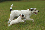 laufende Parson Russell Terrier / walking PRT