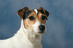 Parson Russell Terrier