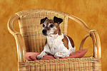 Jack Russell Terrier