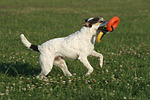 Parson Russell Terrier