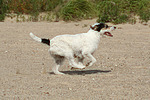 Parson Russell Terrier