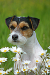 Parson Russell Terrier