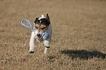 Parson Russell Terrier