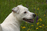 Jack Russell Terrier