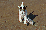 Parson Russell Terrier Welpe / parson russell terrier puppy