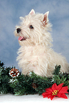 sitzender West Highland White Terrier Welpe / sitting West Highland White Terrier Puppy