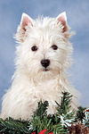 West Highland White Terrier Welpe / West Highland White Terrier Puppy