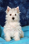 sitzender West Highland White Terrier Welpe / sitting West Highland White Terrier Puppy