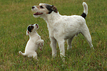 2 Parson Russell Terrier