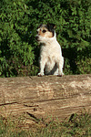 Parson Russell Terrier