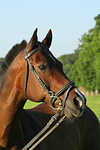 Warmblut Portrait / warmblood portrait