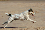 rennender Parson Russell Terrier / running PRT